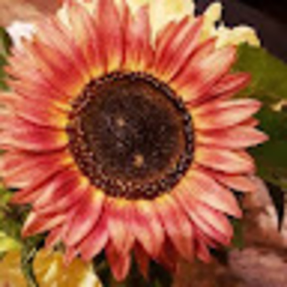 Meet your Posher, Taylor - Picture 1 of 1